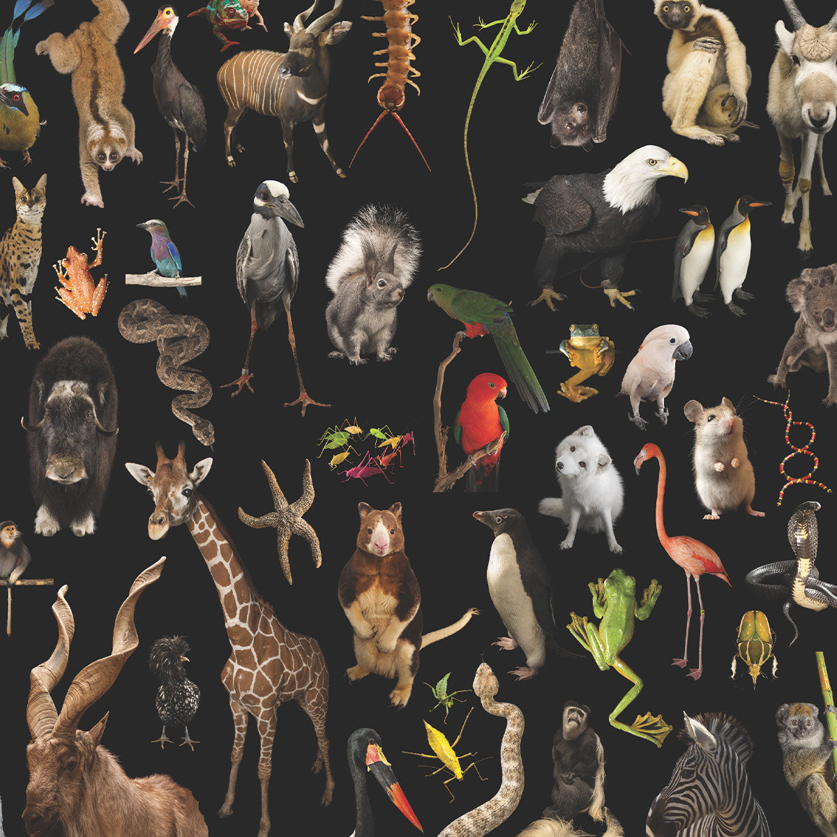 Lot Of Animals