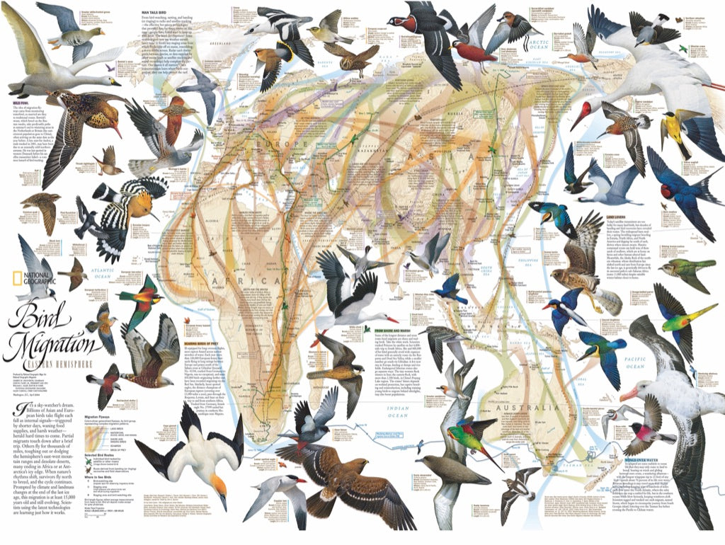 Eastern Bird Migration