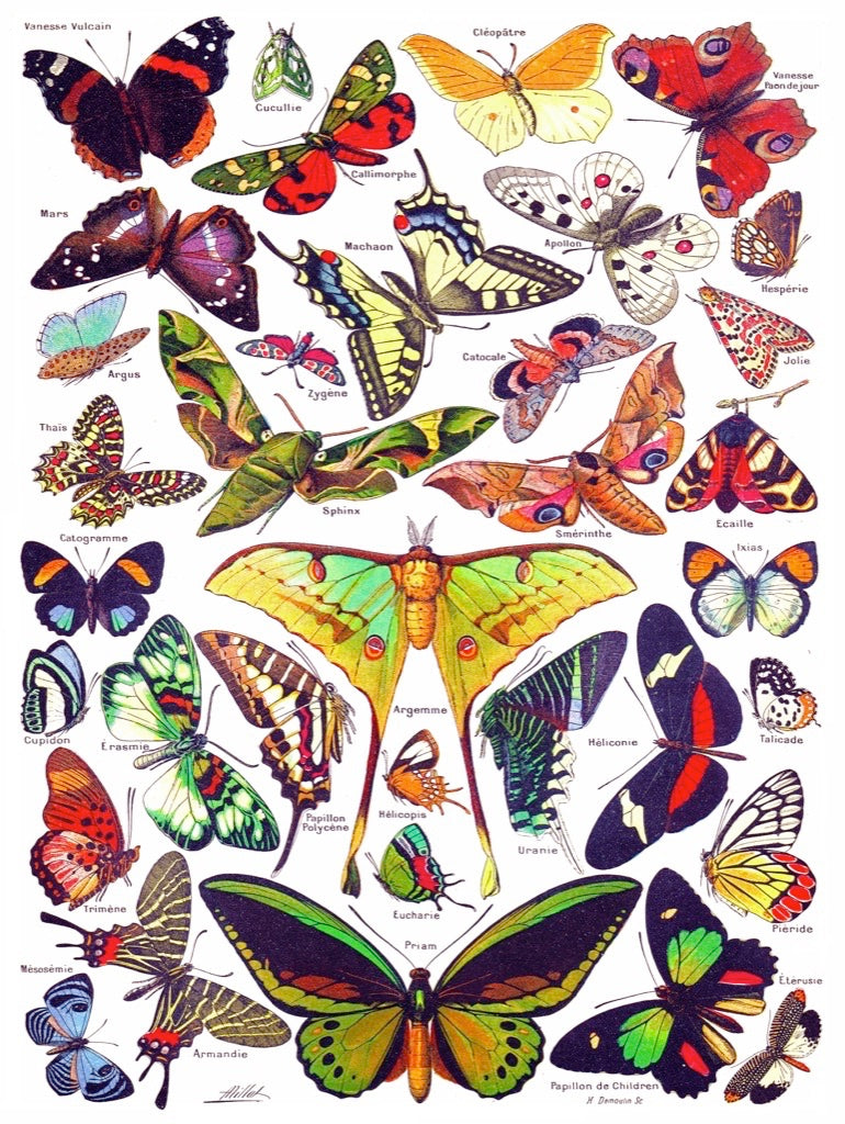 Butterflies ~ Papillons